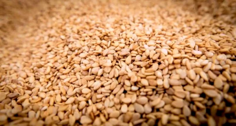 Burkina Faso : le sésame, une filière en pleine expansion malgré les défis sécuritaires